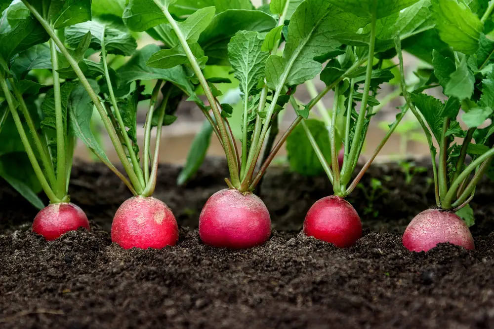 A closeup of a row of radishes in the soil.