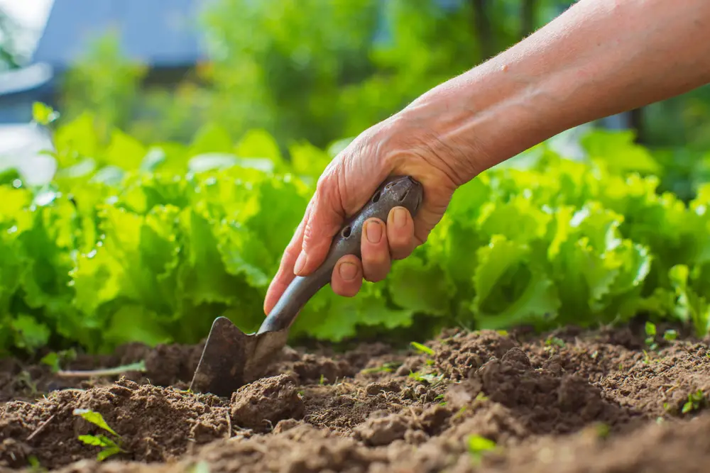 A person digging in the soil near vegetables.