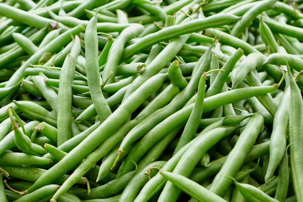 A closeup of bunches of bush beans.