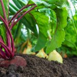 A closeup of some vegetables growing in the soil, such as carrots and beets.