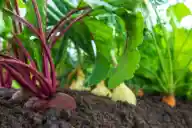 A closeup of some vegetables growing in the soil, such as carrots and beets.