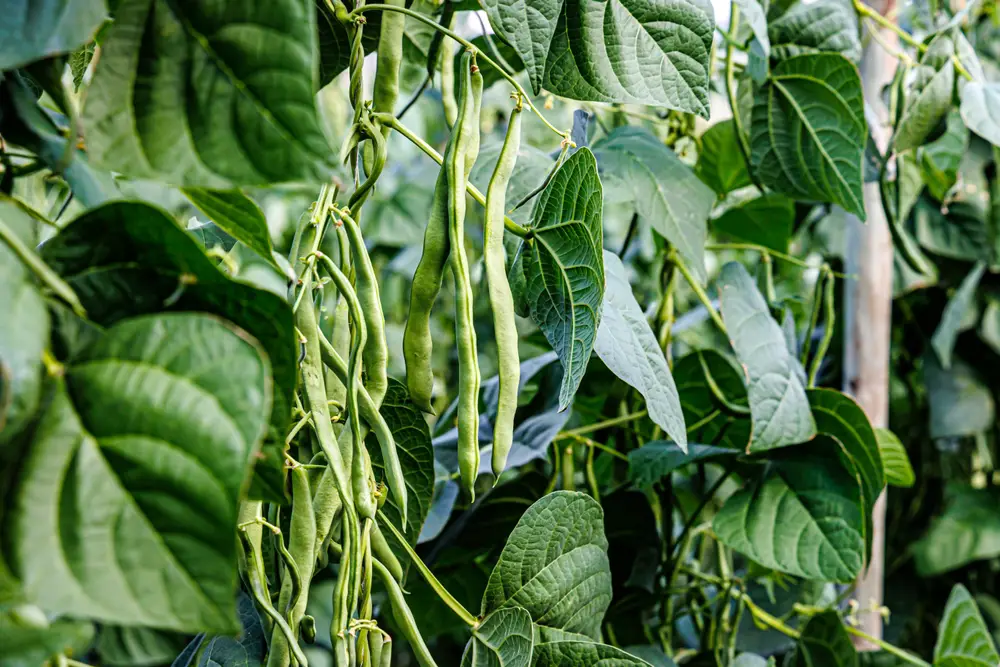 Beans hanging from the plant.