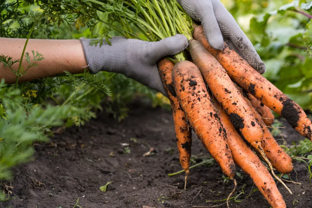 A closeup of someone picking up carrots from the soil.