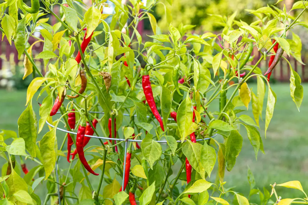 Hot pepper plants.