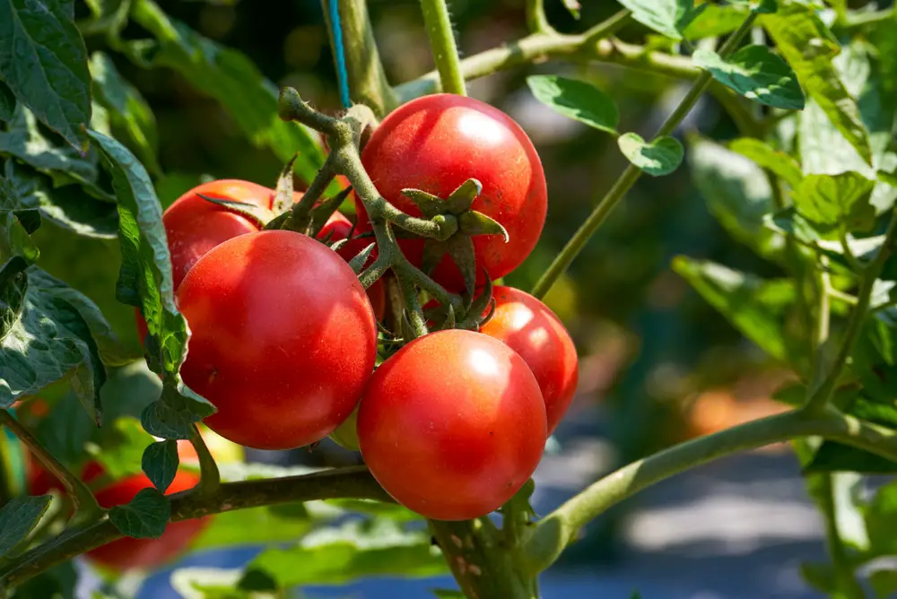 A closeup of growing tomatoes.
