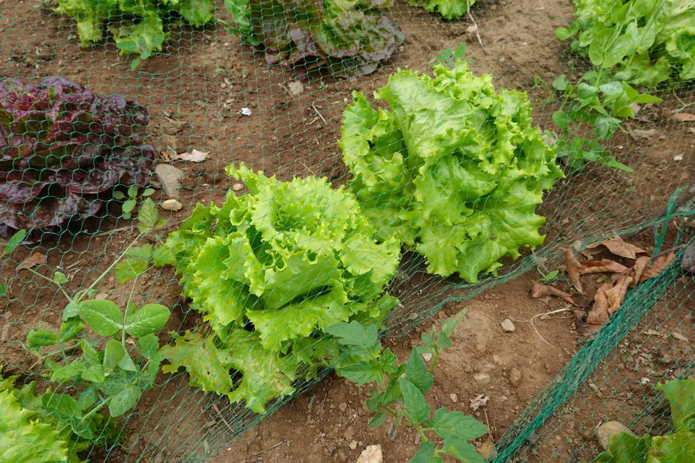 Some lettuce growing in a row and covered with netting.