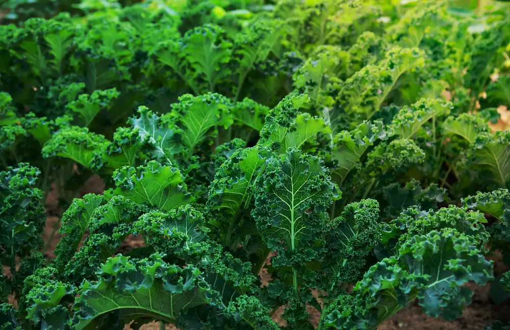 Kale in a garden.