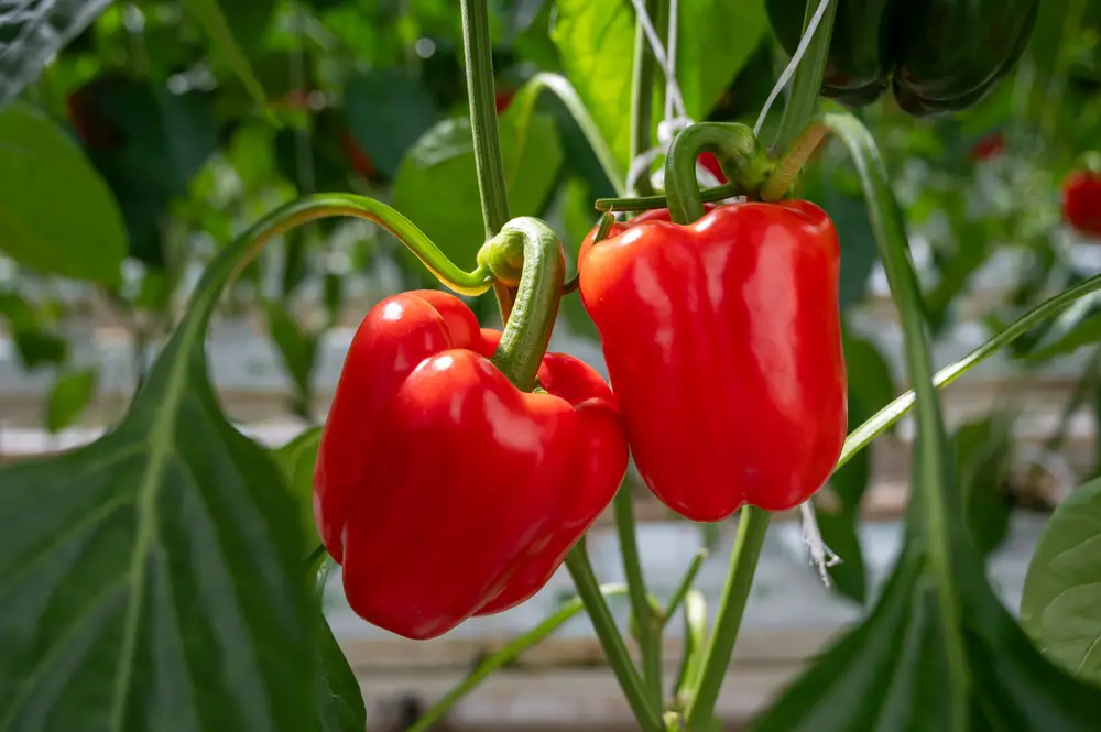 A closeup of some sweet red peppers.