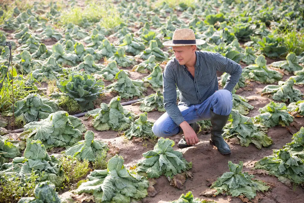 Frustrated male farmer checking on his cabbage field.