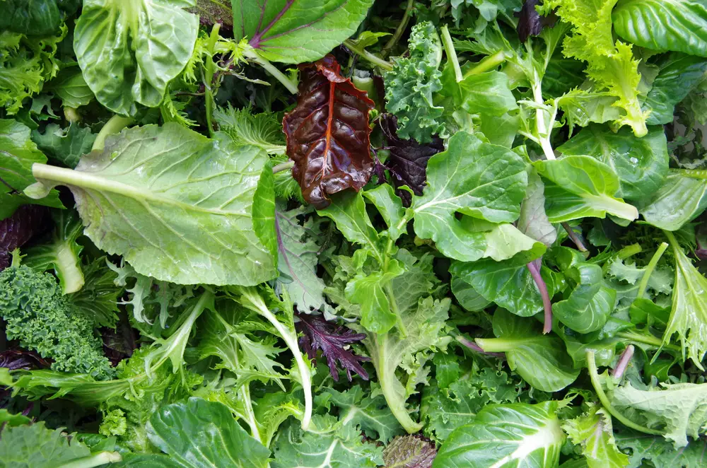 A closeup of mixed salad greens.