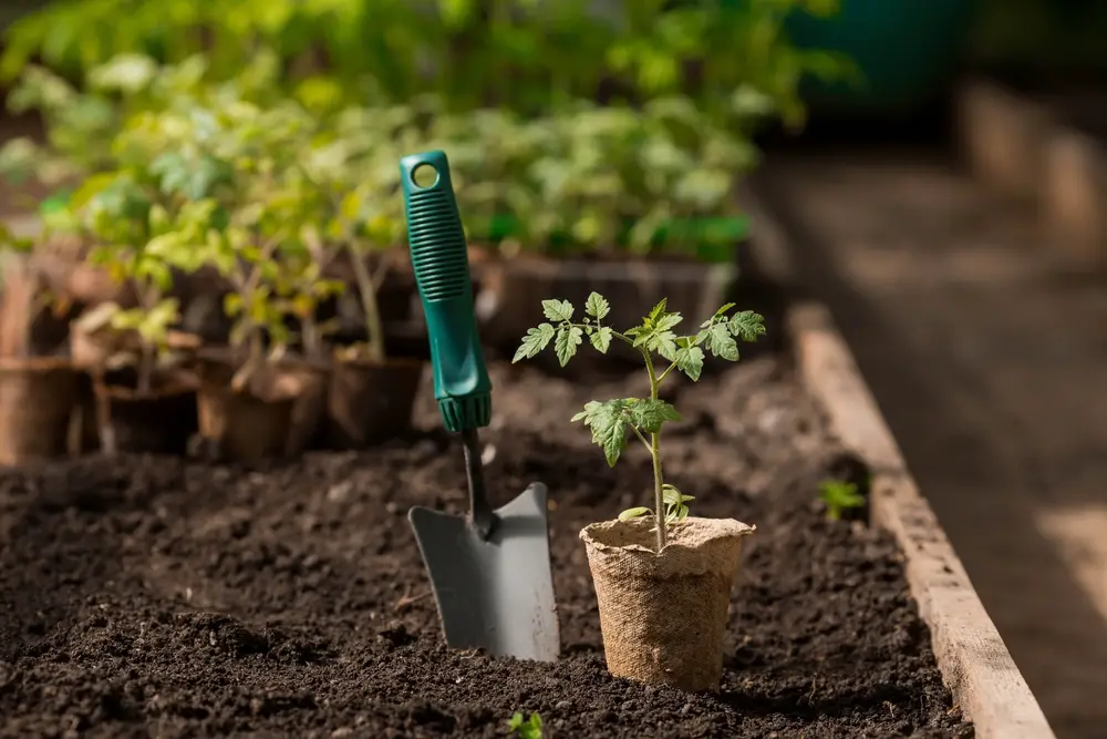  A garden trowel stuck in the soil of a raised garden bed next to a plant.
