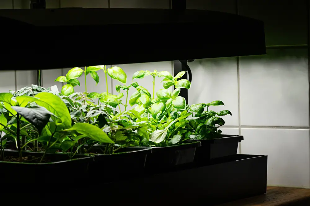 Vegetable plants growing under grow lights indoors.