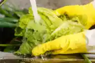 A close up shot of someone with gloves washing lettuce in their sink.