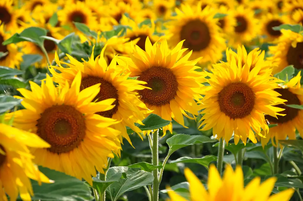A bunch of sunflowers, which are annual plants, on a sunny day.