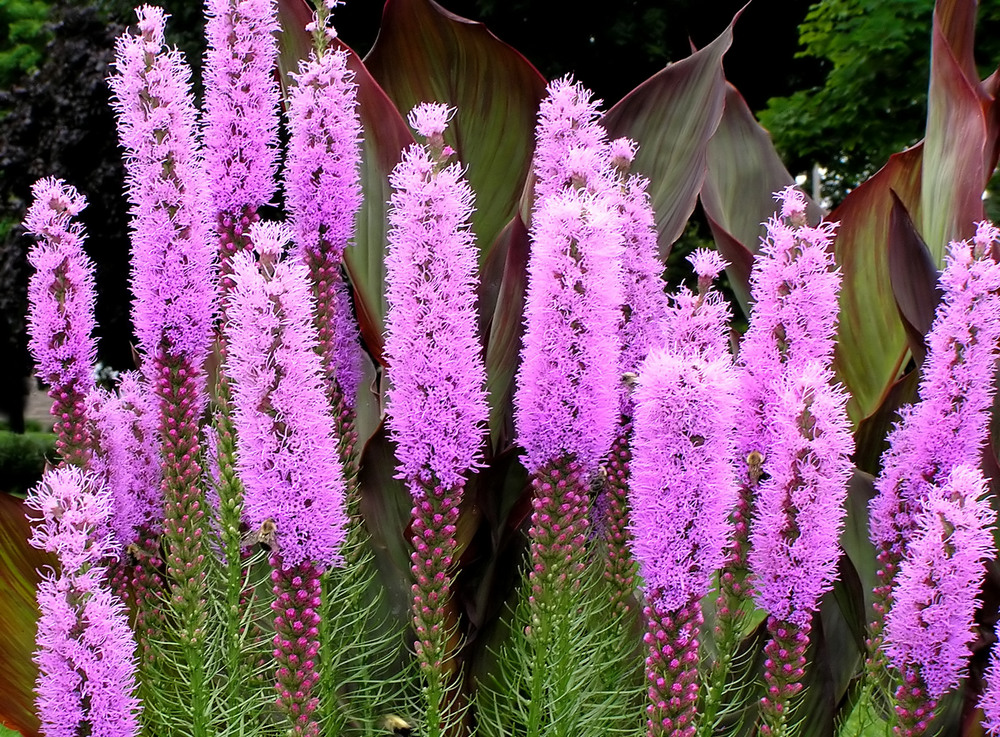 A group of blazing star flowers outside.