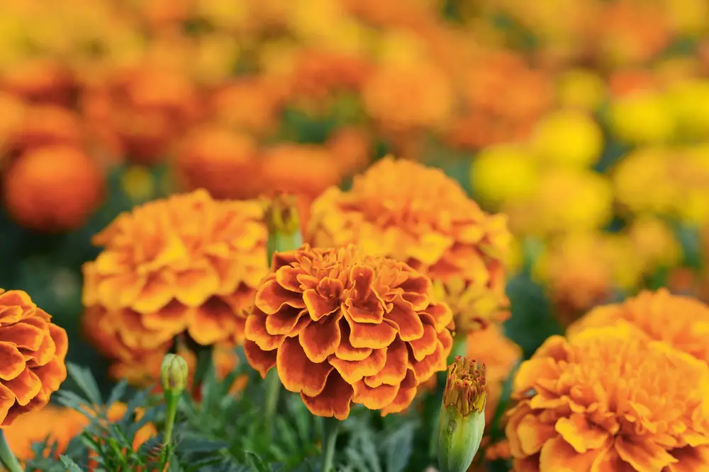 Bunches of marigolds, which are annual plants, outside.