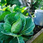 How To Maintain Your Vegetable Garden Throughout Every Season