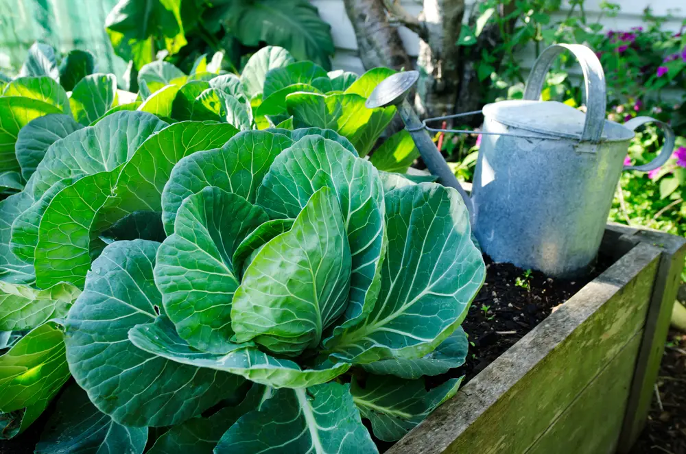 How To Maintain Your Vegetable Garden Throughout Every Season
