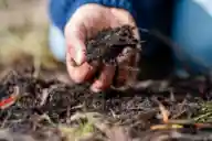 A closeup of a hand holding some compost (a fertilizer) above the ground.