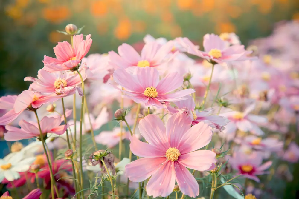 A closeup of pink cosmos flowers, which are annual plants, in a field on a sunny day.