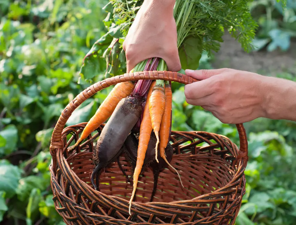 A closeup of someone putting freshly picked beets and carrots in their basket.
