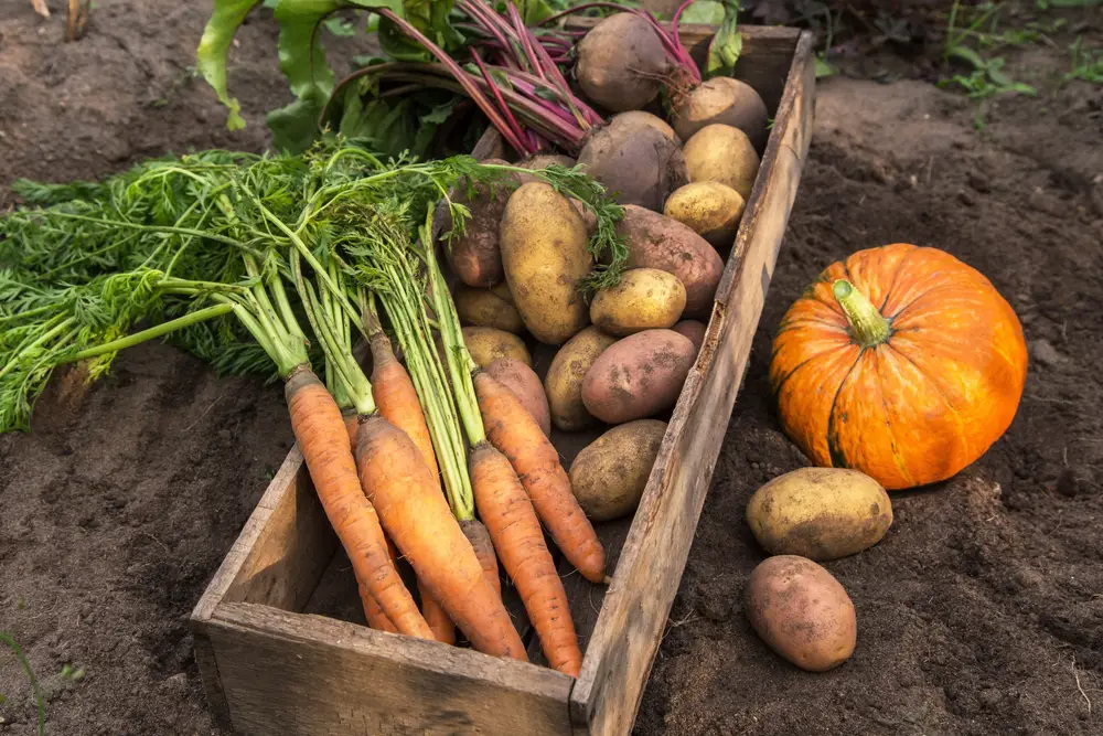 A collection of vegetables in and around a wooden box outside, including carrots and potatoes.