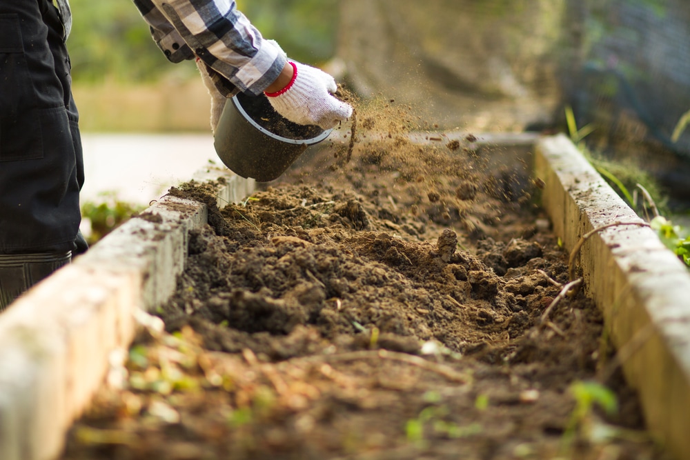 A farmer dispersing compost into a raised garden bed.