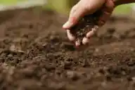 A hand checking the soil outside.