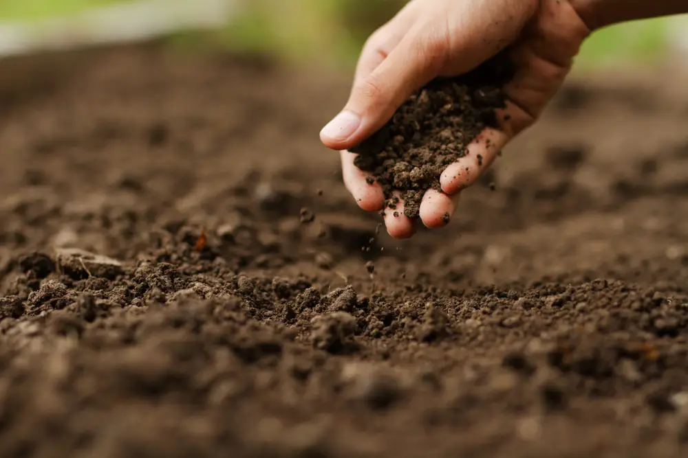 How To Make The Best Soil For Your Vegetable Garden
