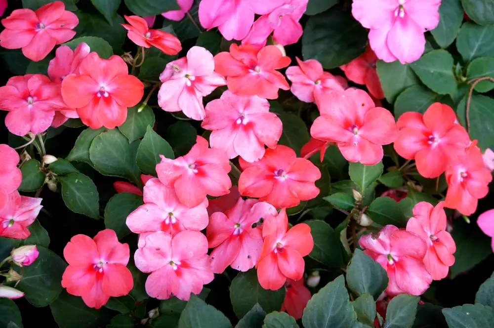 Impatiens flowers, which are annual plants, up close.