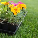 An In-Depth Guide To Annual Plants Pros And Cons