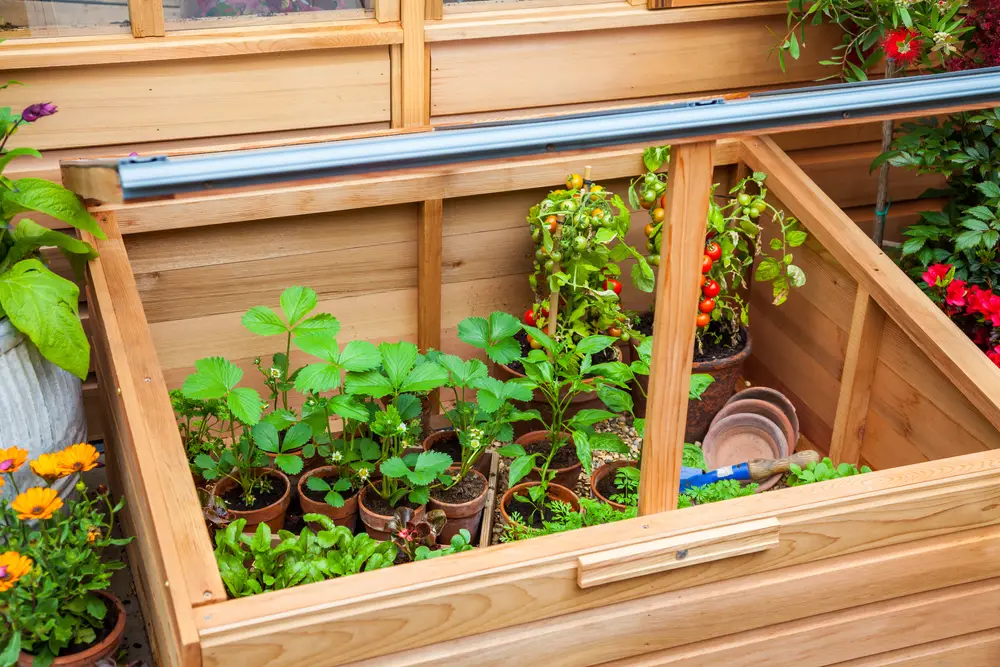 A cold frame with plants and vegetables in it.