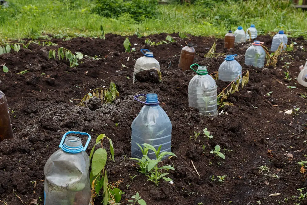 Plastic jugs covering vegetable seedlings.