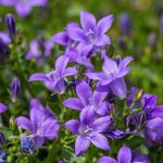 What Are Perennial Plants (And How To Care For Them)?