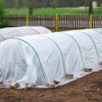 How To Protect Your Vegetable Garden From Frost