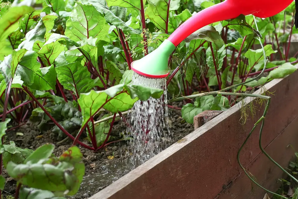 Watering beets with a watering can.