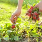 Is Vegetable Gardening Good For Beginners?