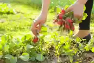 A woman picking radishes from her vegetable garden on a sunny day.