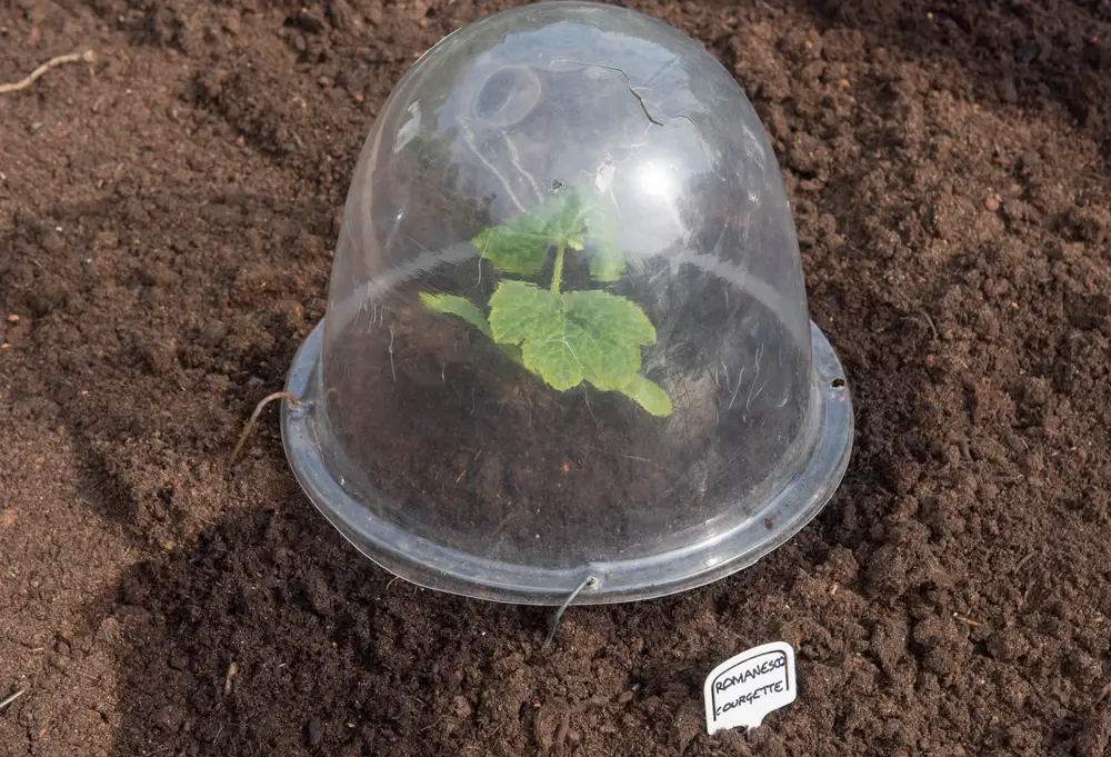 A plastic cloche covering a young zucchini plant.