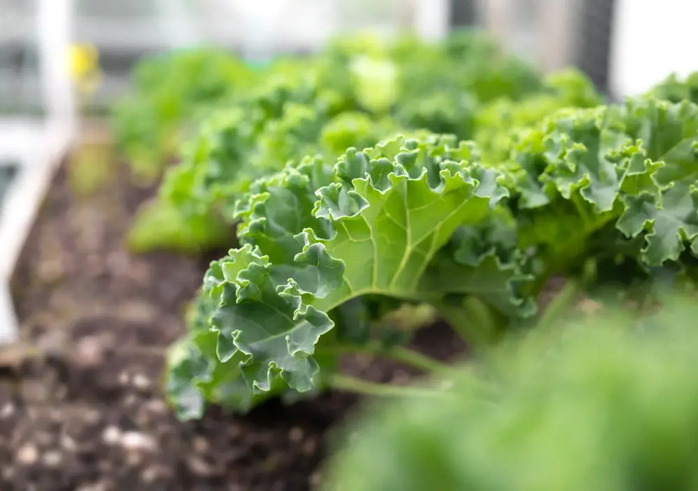 A closeup of kale plants in a raised garden bed.