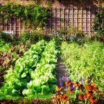 How To Design The Perfect Vegetable Garden Layout
