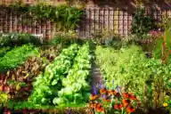 A beautiful backyard vegetable garden in rows.