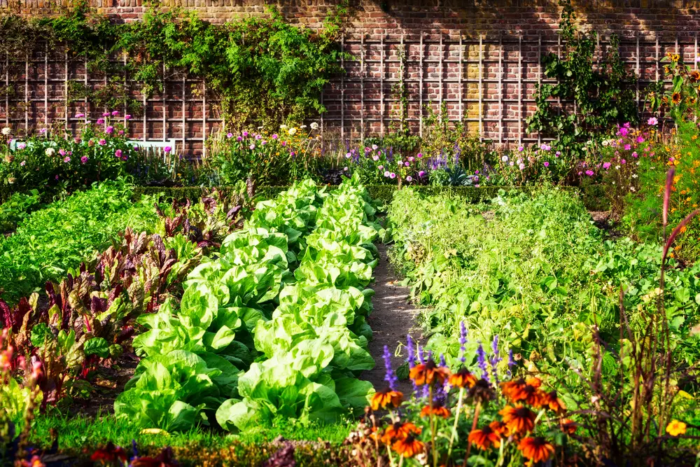 How To Design The Perfect Vegetable Garden Layout