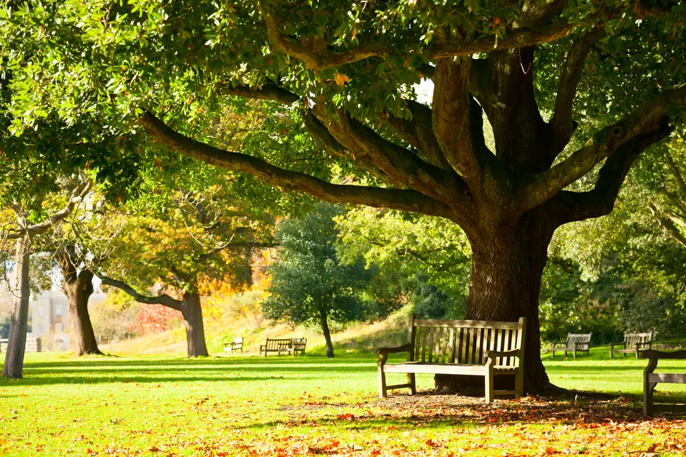 A bench under a tree in a beautiful area on a sunny day.