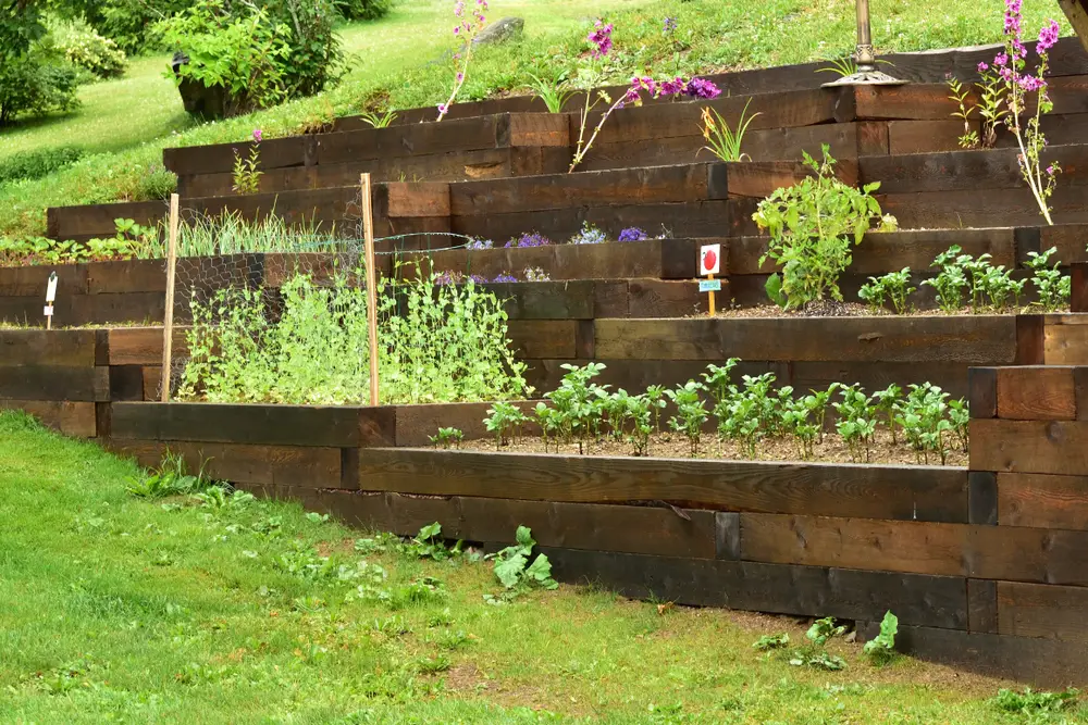 Box garden steps with vegetables.