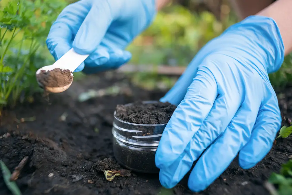 A closeup of blue gloved hands taking a soil sample.