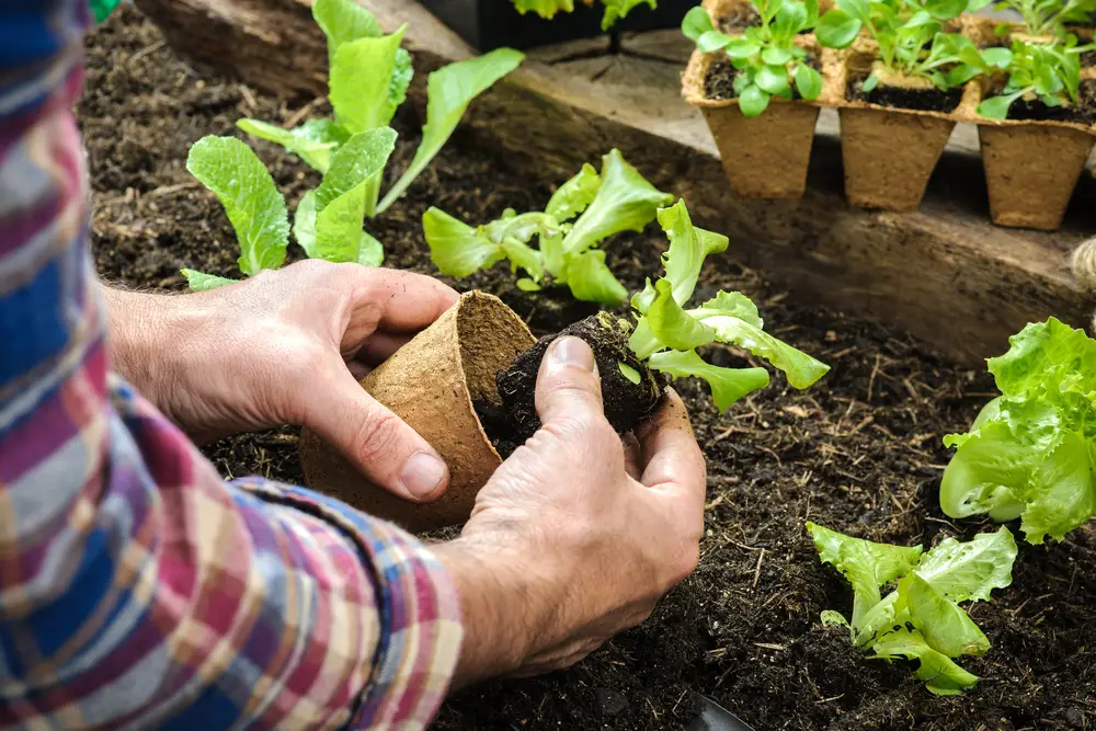 A closeup of a farmer's hands planting lettuce seedlings.
