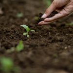 12 Effective Soil-Building Methods For Your Garden