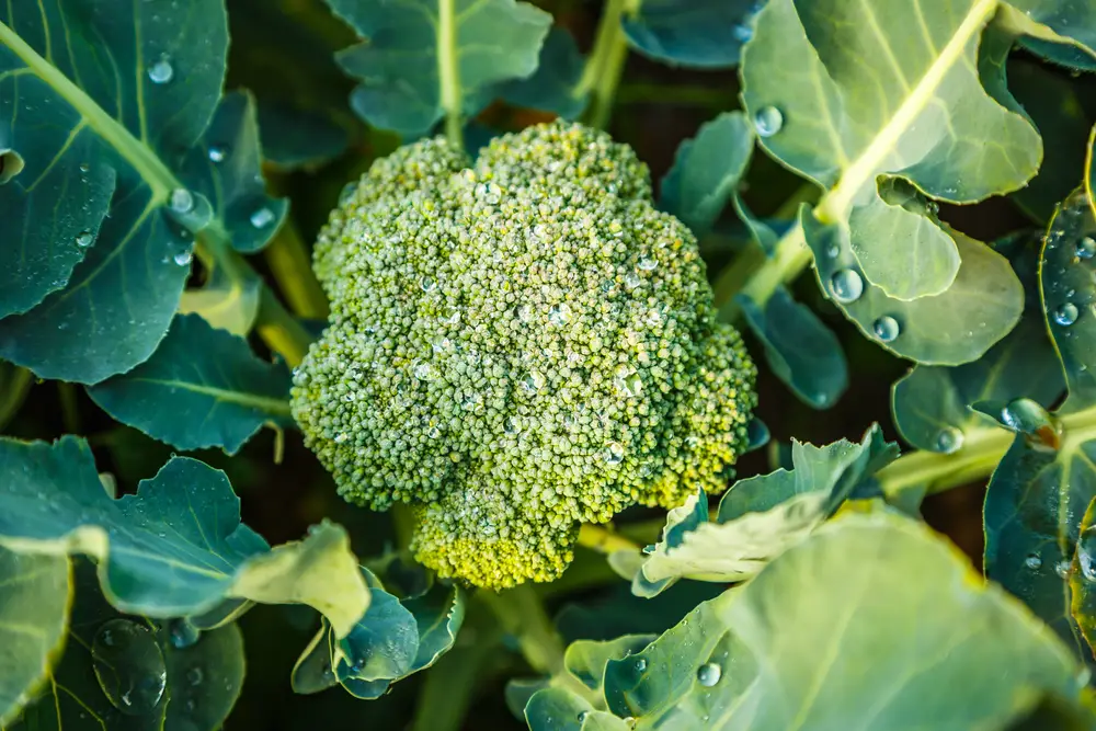 A closeup overhead shot of a broccoli plant after the rain.