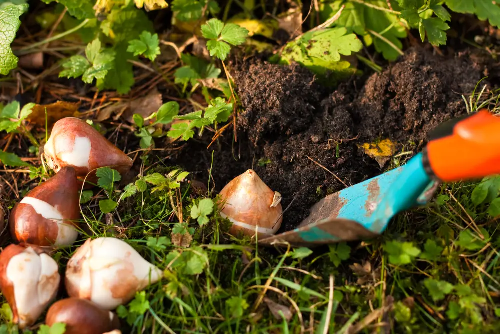 A closeup of putting flower bulbs into the soil.
